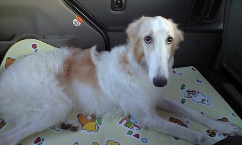 車の中のジーナ