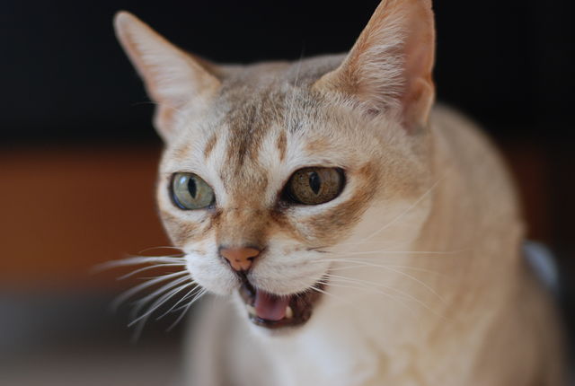 DSC_0080