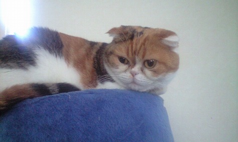 もんぴちゃん