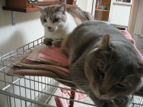 ぴーちゃん&ぷんぷちゃん