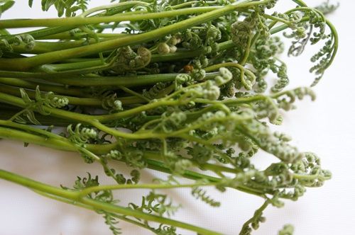 朝採れわらびの煮物 わらびのあく抜き方法 ねことキッチンで暮らす 朝採れわらびの煮物 わらびのあく抜き方法 ねことキッチンで暮らす