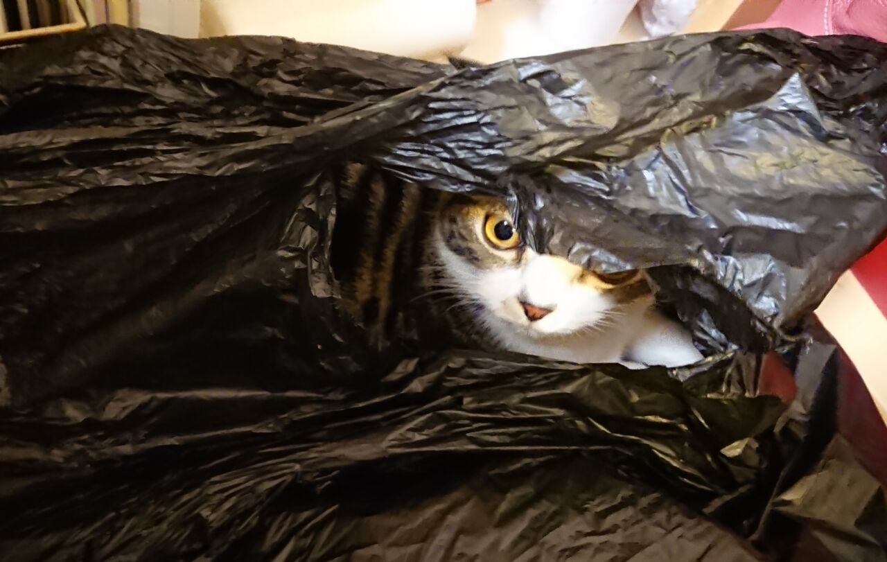 ゴミ漁りならぬゴミ袋漁り 立ち耳スコティッシュのポッキー