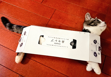 ポッキー猫バス