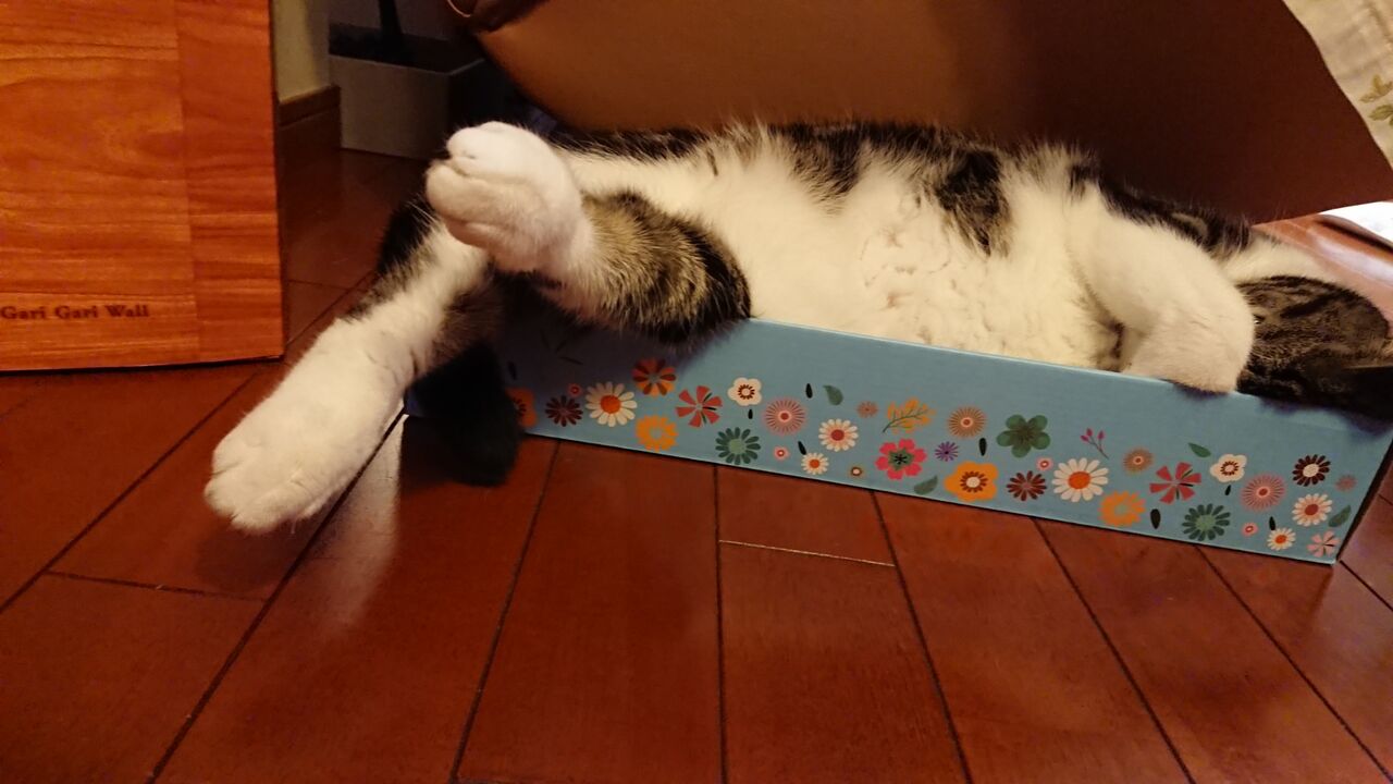 お顔隠して 立ち耳スコティッシュのポッキー