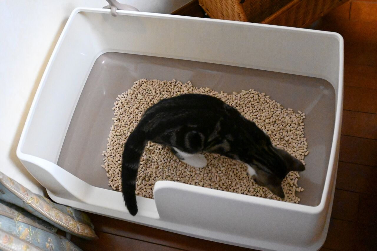 猫カフェ、オープンしました : 立ち耳スコティッシュのポッキー