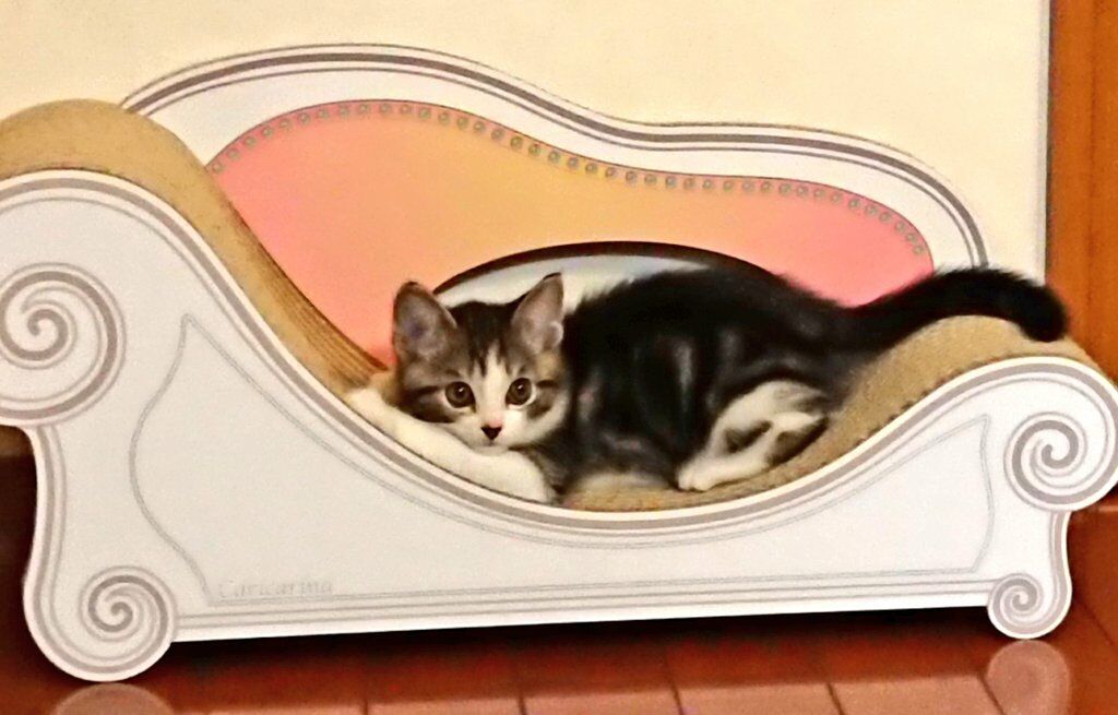 お気に入りのカリカリーナ 立ち耳スコティッシュのポッキー