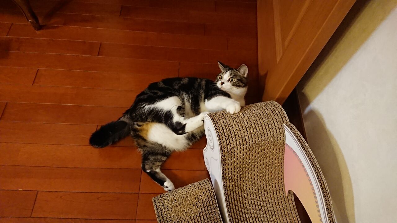 おっぴろげ 立ち耳スコティッシュのポッキー