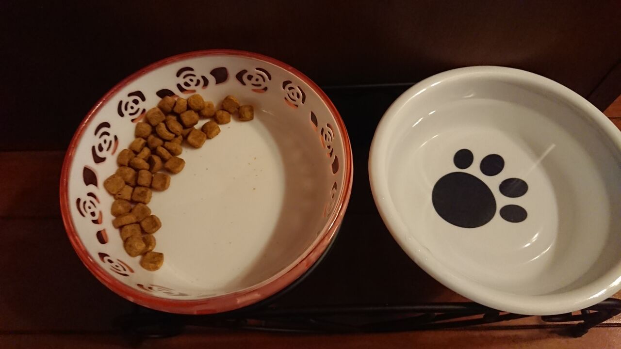 ちょい残し 立ち耳スコティッシュのポッキー