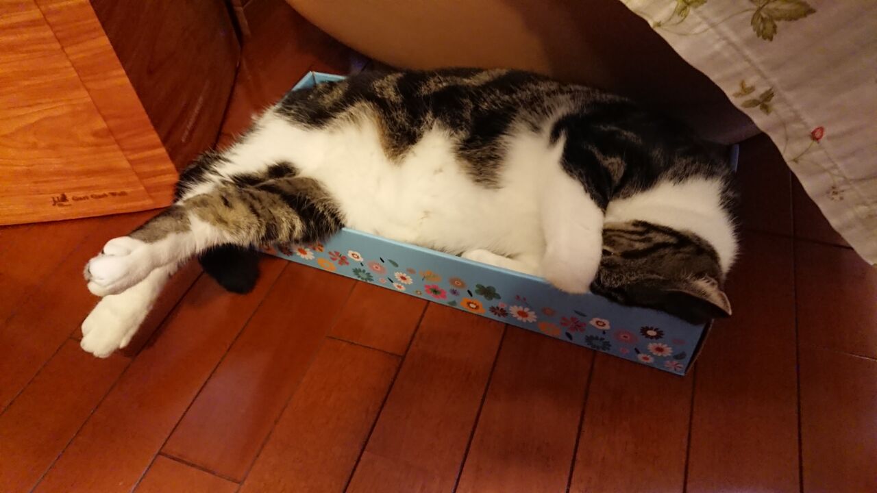 お顔隠して 立ち耳スコティッシュのポッキー