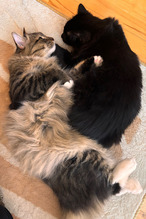 IMG_2026-01-23-203709