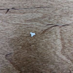 PXL_20240209_195925846.MP