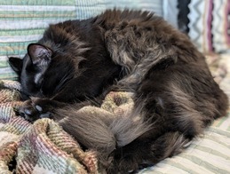 PXL_20241211_175240441.PORTRAIT