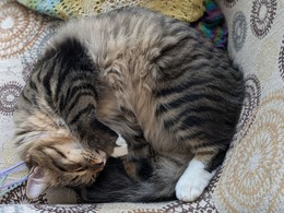 PXL_20241211_175104866.PORTRAIT