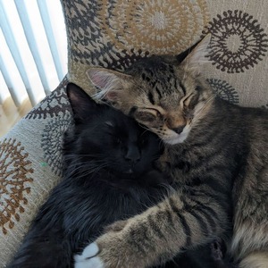 PXL_20240216_201827903.MP