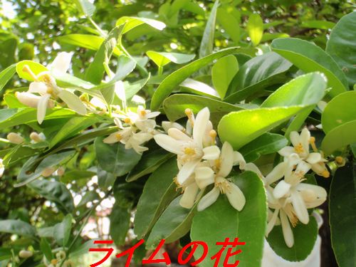 イメージ 5