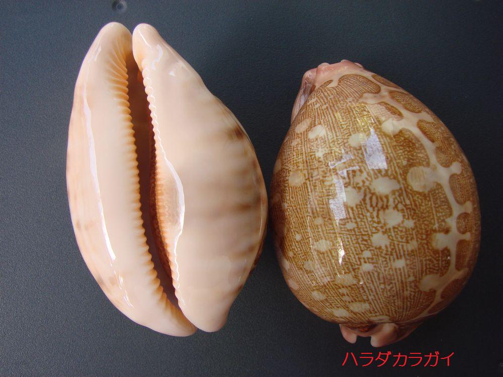 南の島の写真館 貝 その１ タカラガイ 南国便り ミクロネシア チューク トラック 諸島