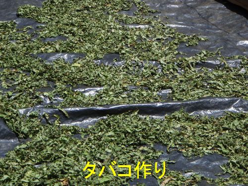 イメージ 7