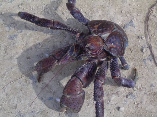 生物学 南国便り ミクロネシア チューク トラック 諸島