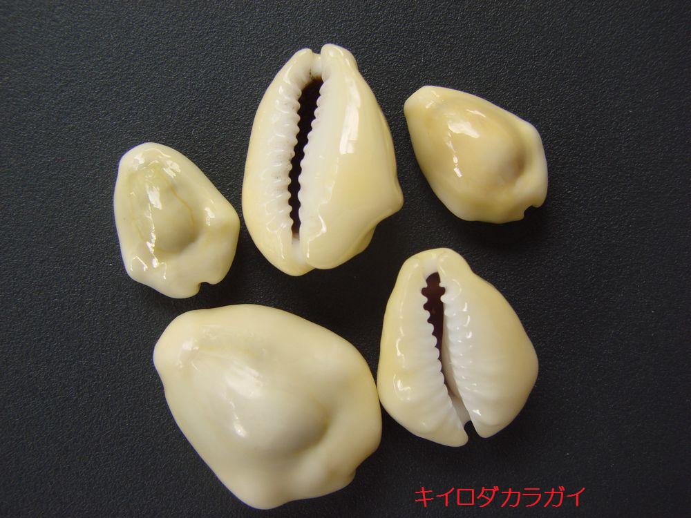 イメージ 9