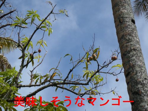 イメージ 3