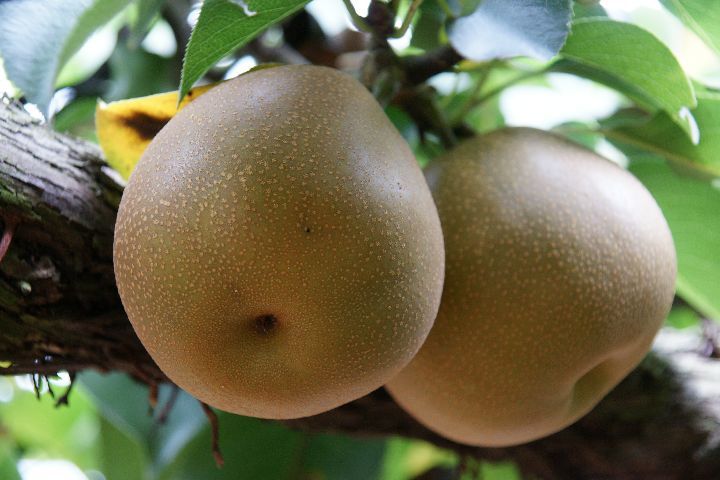 梨狩り 折原果樹園 にちじょうざが 梨狩り 折原果樹園 にちじょうざが
