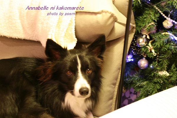 クリスマスツリーとウィル