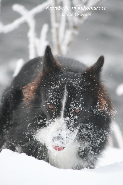 2016.1.16.樹氷のウィル2