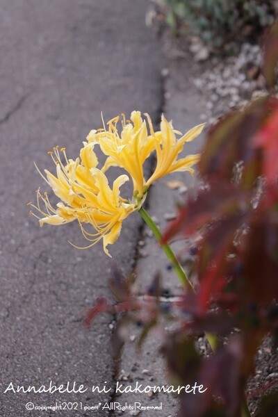 ガーデニング いよいよ春への準備 球根の植えこみです アナベルにかこまれて Powered By ライブドアブログ