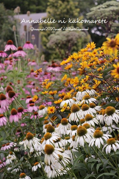 ガーデニング 8月と言えば アナベルにかこまれて Powered By ライブドアブログ