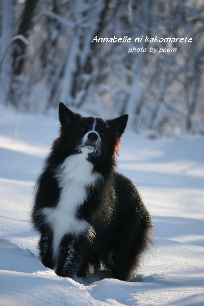 ウィル君ポーズ