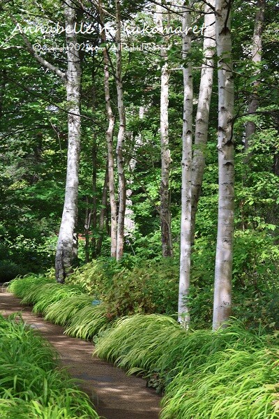   - ケンティッシュ　ロッケリー　ケーキスタンド ケンティッシュ ロッケリー ケーキスタンド