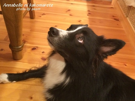 おこぼれを待つウィル