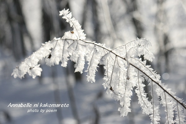 雪の結晶