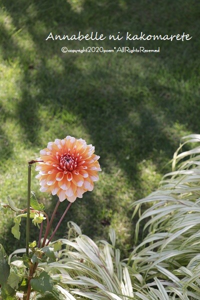 ガーデニング それぞれに可愛い秋の花 アナベルにかこまれて Powered By ライブドアブログ