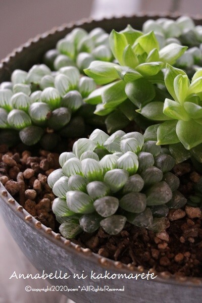 インテリア 植物を植え替えて大人雰囲気に飾ってみる お買い物マラソンはウッディな大物を アナベルにかこまれて Powered By ライブドアブログ インテリア 植物を植え替えて大人雰囲気に飾ってみる お買い物マラソンはウッディな大物を アナベルにかこまれて Powered By ライブドアブログ