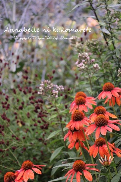 ガーデニング 8月と言えば アナベルにかこまれて Powered By ライブドアブログ