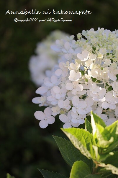 ガーデニング 6回目の夏でようやく 咲かないを 咲いたに出来た純白の花 アナベルにかこまれて Powered By ライブドアブログ ガーデニング 6回目の夏でようやく 咲かないを 咲いたに出来た純白の花 アナベルにかこまれて Powered By ライブドアブログ