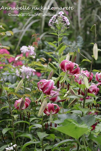 ガーデニング 8月と言えば アナベルにかこまれて Powered By ライブドアブログ