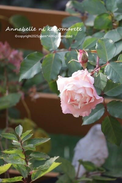 Jun♡ピンク系のバラとラナンキュラスが可愛いリース Jun様専用♡ピンク系のバラとラナンキュラスが可愛いリース 大人ピンクの