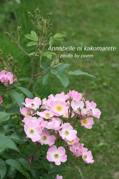 ミモザの蕾とアンティーク紫陽花の春待ちフライングリース