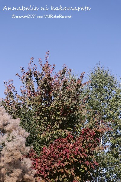 完売 天然野生の可愛い【柊さんと樅の木さんセット】柊＊樅の木