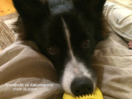 おもちゃを持ってくるウィル