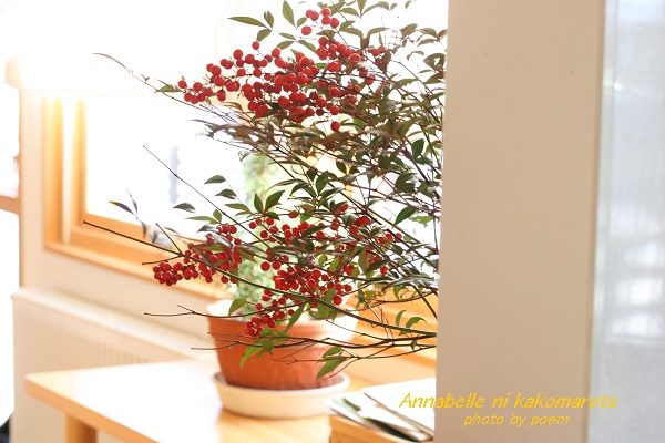 キッチンから見る南天