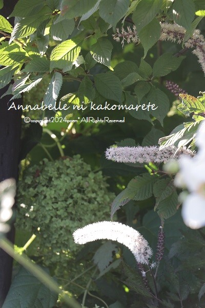 マーガレット2017年21号 コミックマスキングテープ付き kamibukurochan.jpg