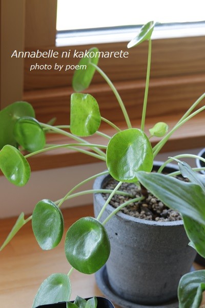 ぜいたく丸い 観葉 植物 葉っぱ すべての美しい花の画像 ぜいたく丸い 観葉 植物 葉っぱ すべての美しい花の画像