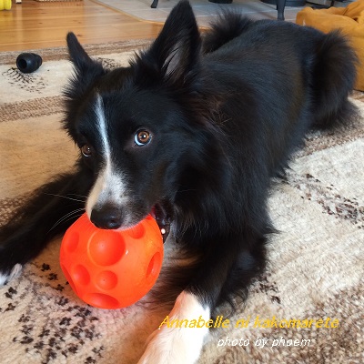 おもちゃで遊ぶウィル