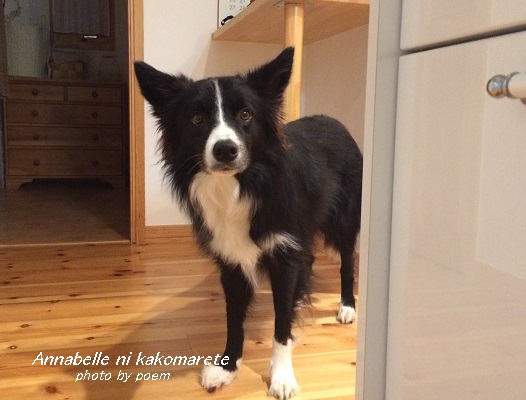 台所をのぞくウィル