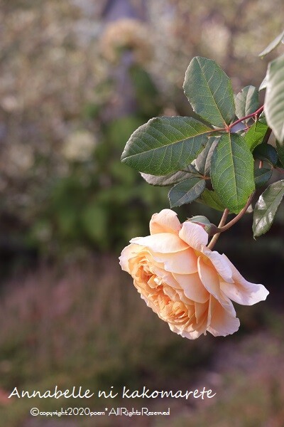 ガーデニング 刈り込んだ最後の花の艶やかさ 冬囲い アナベルにかこまれて Powered By ライブドアブログ