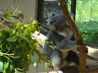 第36回大人のための動物園講座 大人の飼育体験 みんなのそら