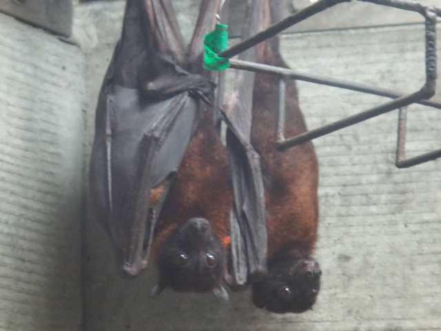 インドオオコウモリ みんなのそら